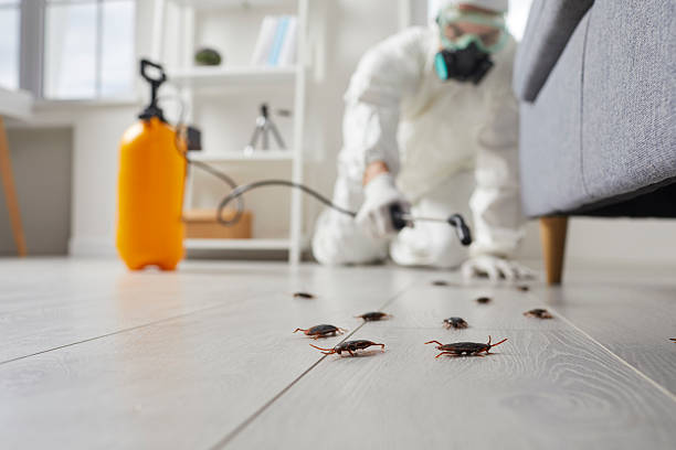 Commercial Rodent Management in Yelm